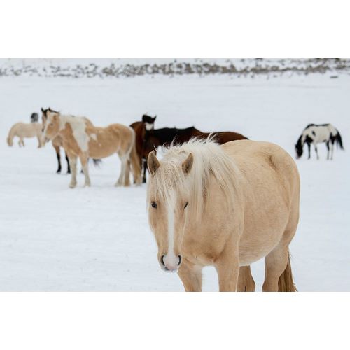 Hopkins, Cindy Miller 아티스트의 USA-Montana-Gardiner Horses with winter coats in snow작품입니다.